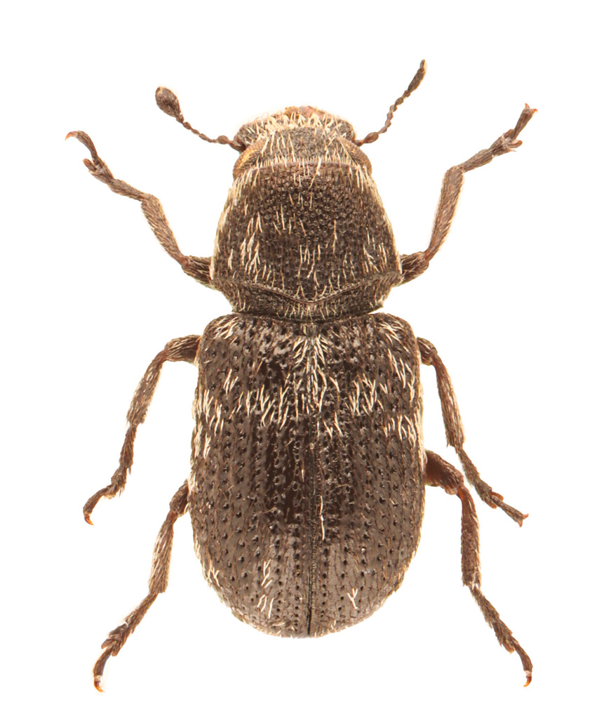 Ormiscus saltator