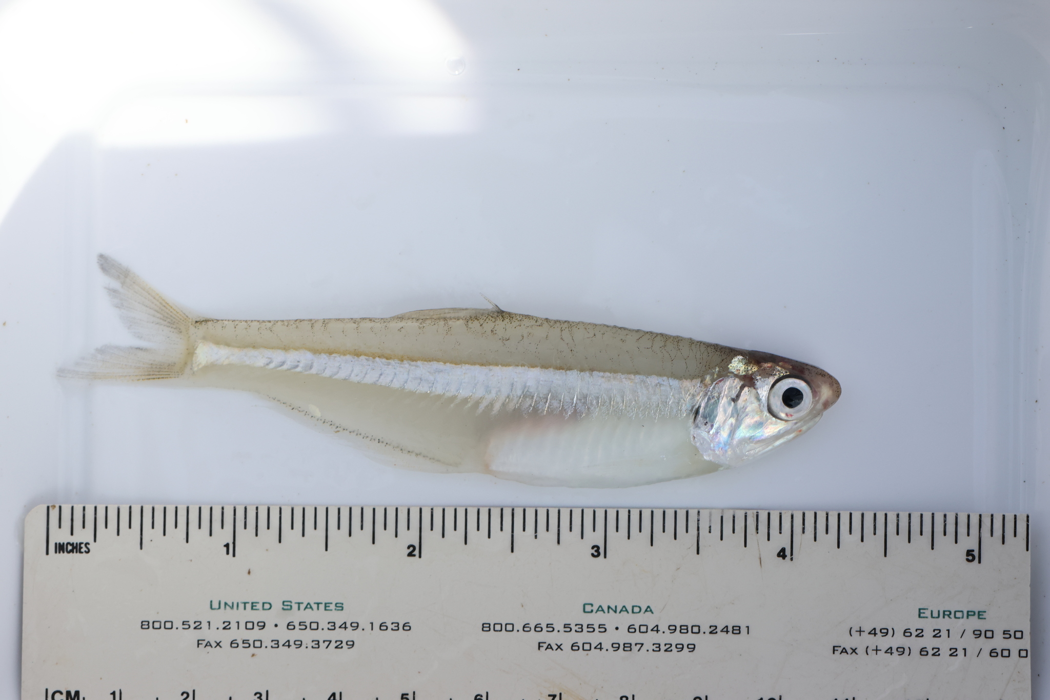 Deepbody Anchovy photo 6