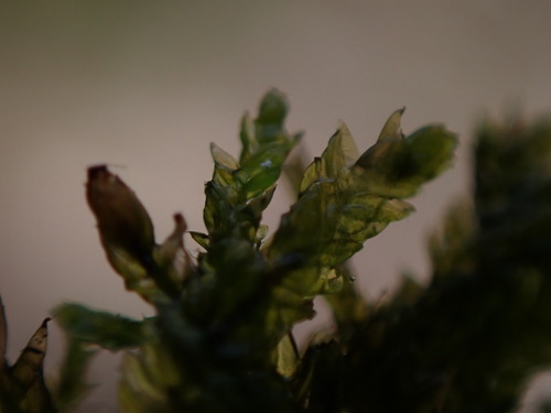 Image of Plagiothecium piliferum by no rights reserved