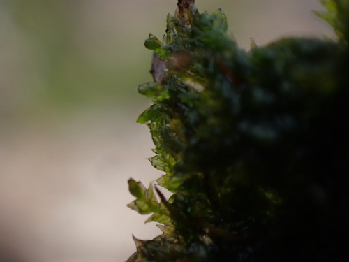 Image of Plagiothecium piliferum by no rights reserved