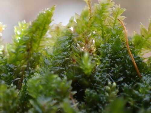 Image of Plagiothecium piliferum by no rights reserved