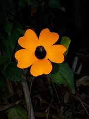 Thunbergia alata