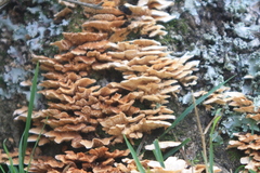 Cerrena zonata