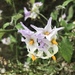 Solanum douglasii - Photo (c) lehill, μερικά δικαιώματα διατηρούνται (CC BY-NC), uploaded by lehill