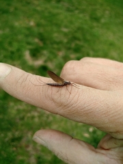 Leptophlebia
