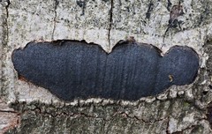 Biscogniauxia mediterranea