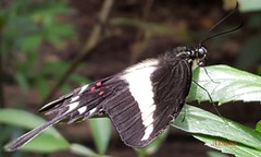 Heraclides hectorides