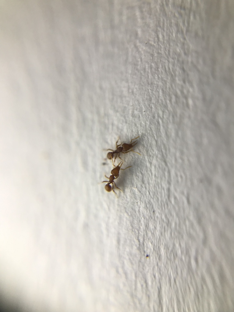 Ant