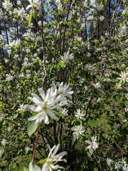 Amelanchier cusickii