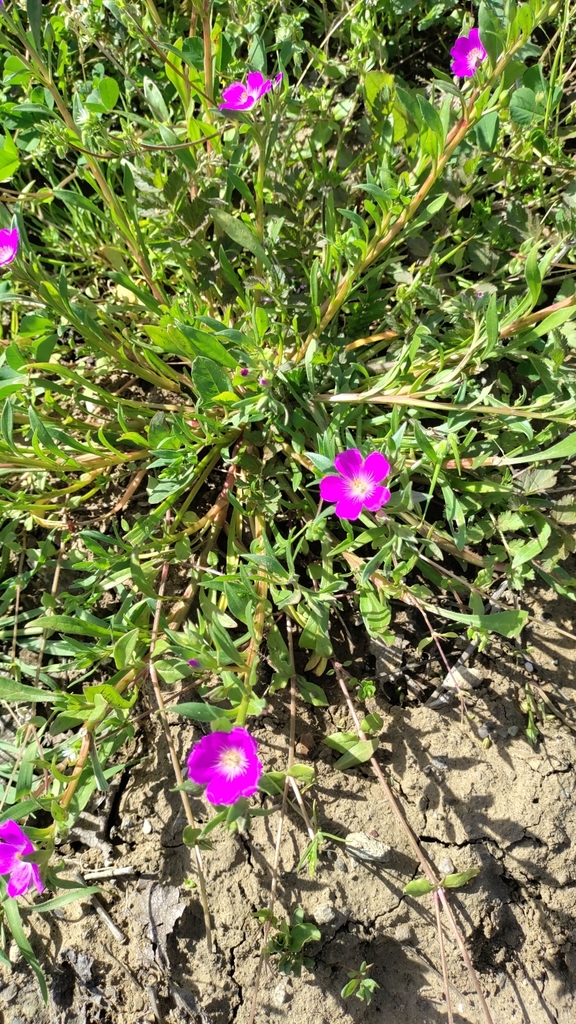 redmaids from Davis on March 8, 2024 at 01:12 PM by gracegao · iNaturalist