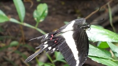 Heraclides hectorides