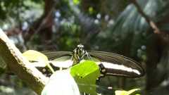 Heraclides hectorides