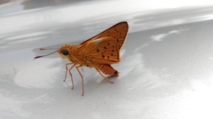 Cephrenes trichopepla