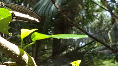 Heraclides hectorides