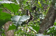 Heraclides hectorides