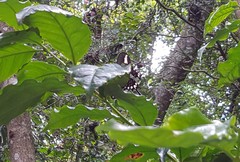 Heraclides hectorides