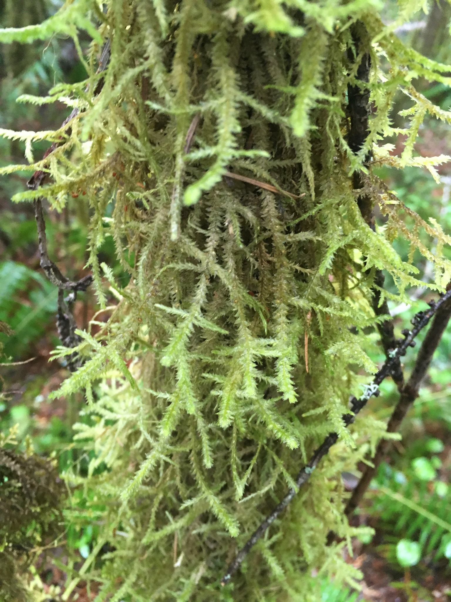 Neckera douglasii