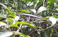 Heraclides hectorides