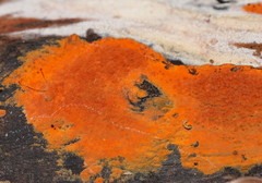 Hypoxylon crocopeplum