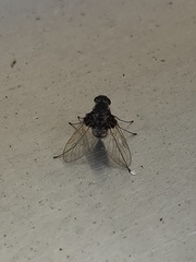 Chrysopilus basilaris