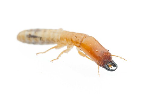 Desert Dampwood Termite photo 2
