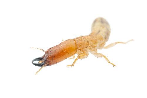 Desert Dampwood Termite photo 3