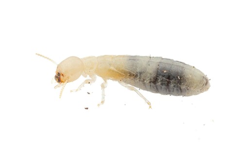Desert Dampwood Termite photo 4