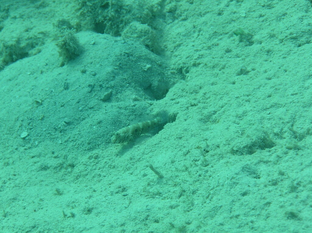 Side-spot Shrimp-goby
