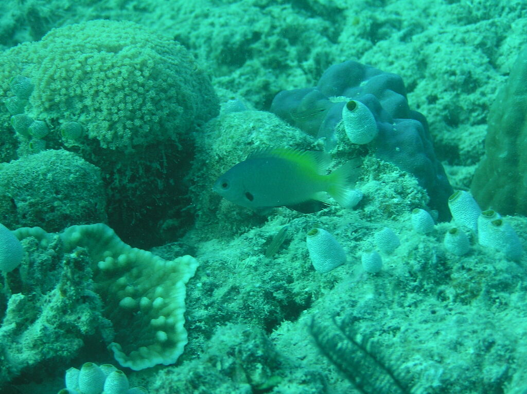 Black-axil Damsel