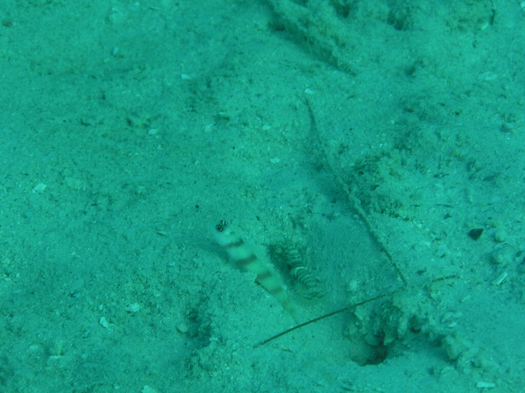 Steinitz' goby