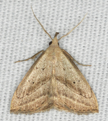 Macrochilo hypocritalis