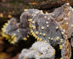 Neobarya agaricicola