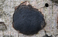 Biscogniauxia mediterranea