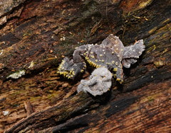 Neobarya agaricicola