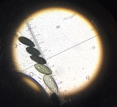 Biscogniauxia mediterranea