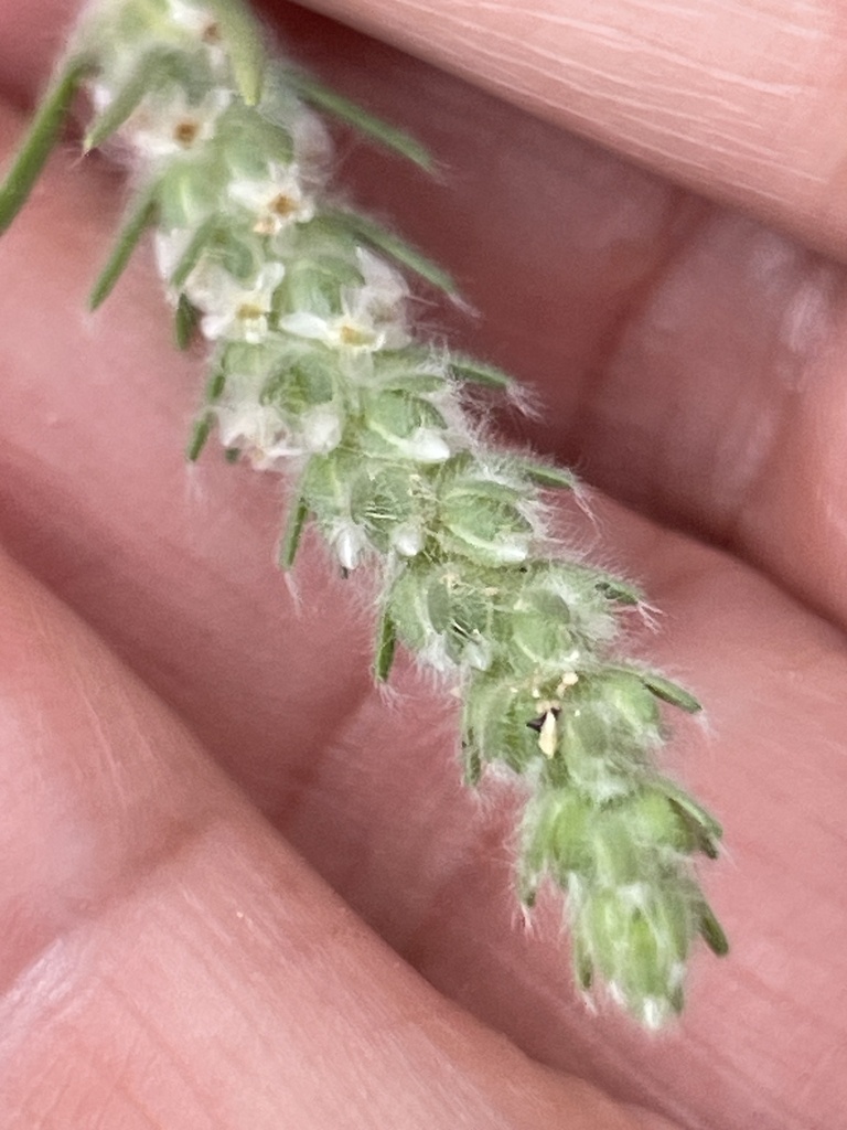 Woolly Plantain from Catalina Foothills, AZ, USA on March 8, 2024 at 01 ...