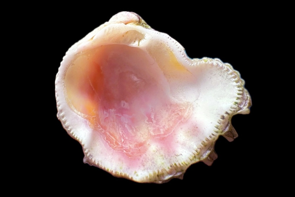 Chamoidea