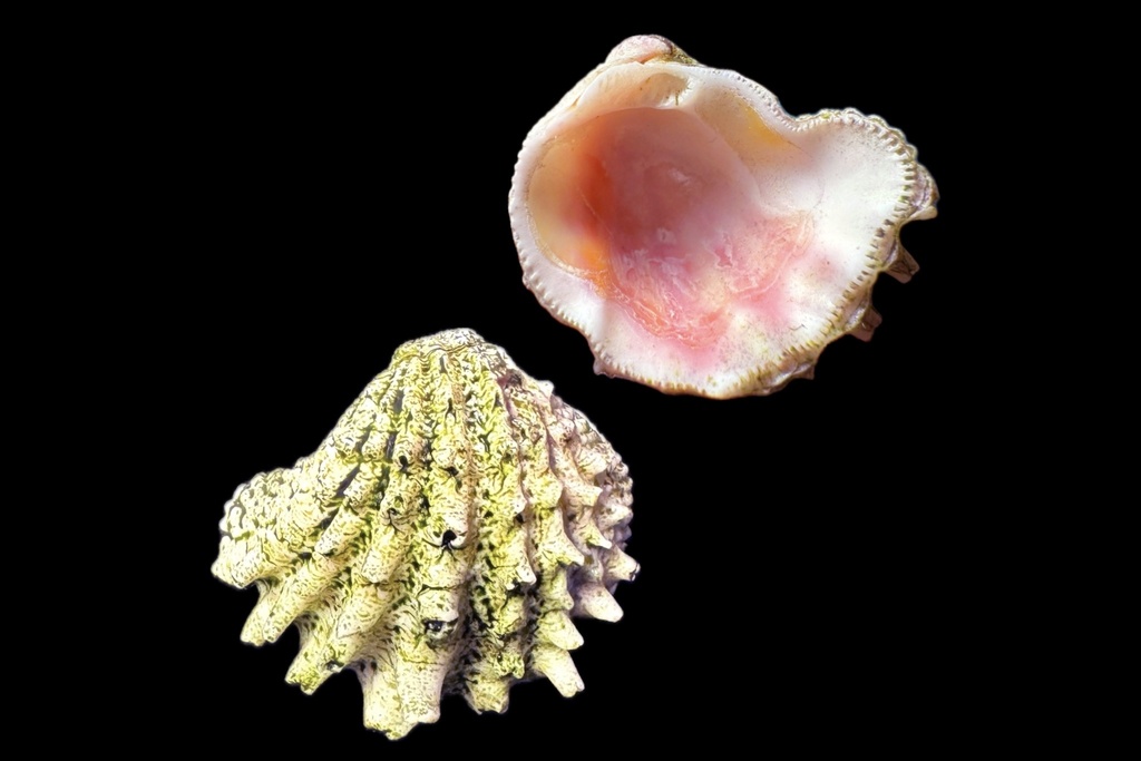 Spiny Jewelbox