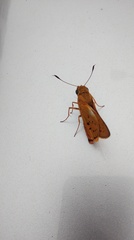 Cephrenes trichopepla