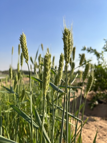 Bread Wheat