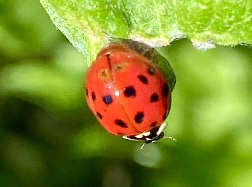 iNaturalist observation photo of Asian Lady Beetle
