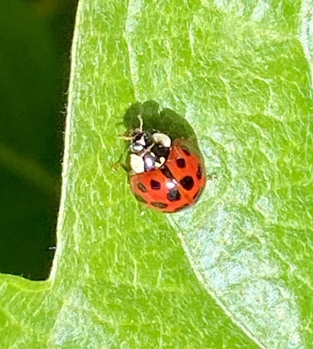 iNaturalist observation photo of Asian Lady Beetle