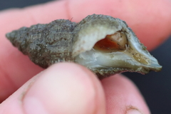 Ocenebrinae