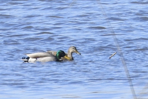 Mallard photographed in Connecticut