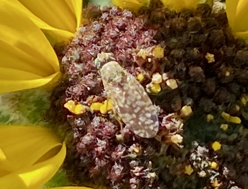 iNaturalist observation photo of Sunflower Seed Maggot