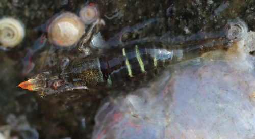 Heptacarpus pugettensis