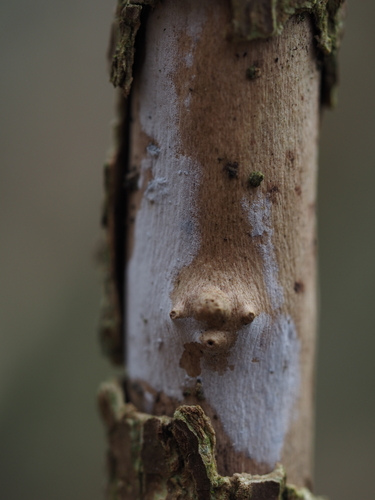 Elder Whitewash