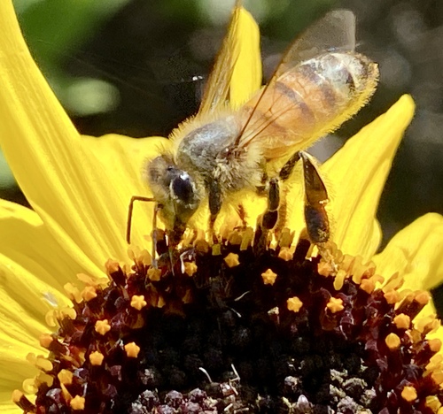 iNaturalist observation photo of Western Honey Bee