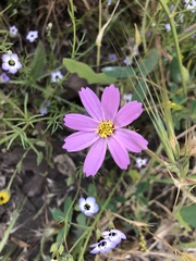 Cosmos parviflorus