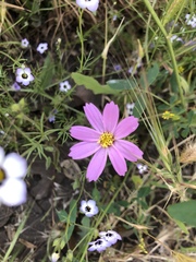 Cosmos parviflorus